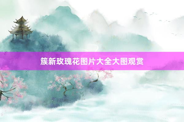 簇新玫瑰花图片大全大图观赏